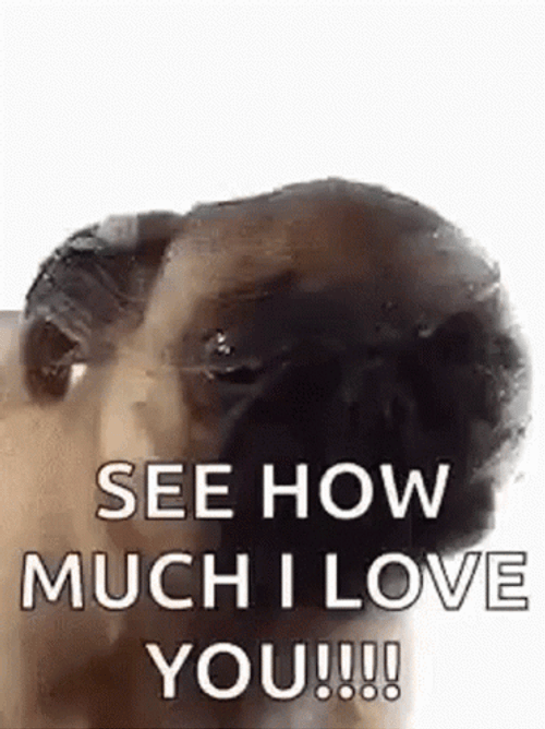 Cute Dog See How Much I Love You GIF