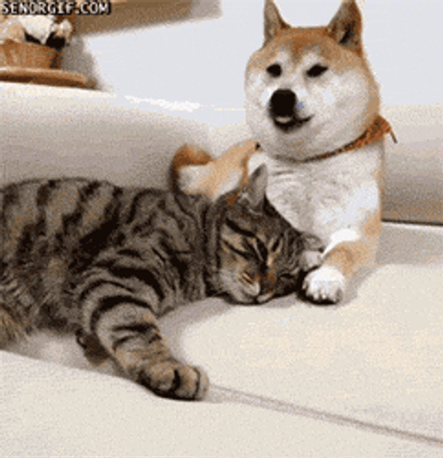 Cute Dog Shiba Inu Tabby Cat GIF
