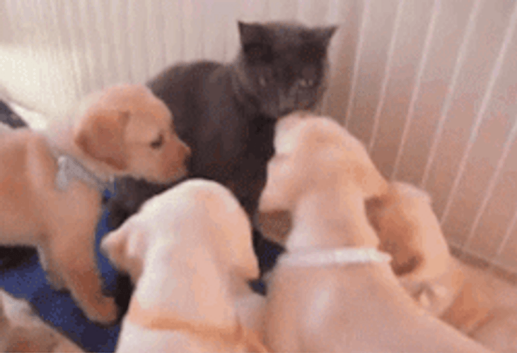 Cute Dog Smelling Cat GIF