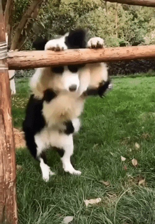 Cute Dog Standing Waggling Tail GIF