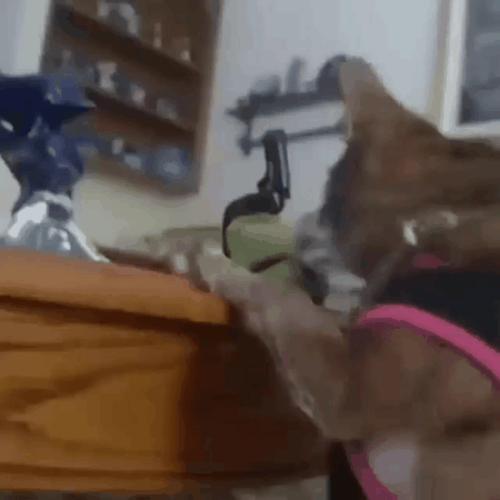 Cute Dog Stealing GIF