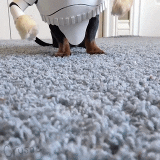 Cute Dog Stormtrooper Cosplay GIF