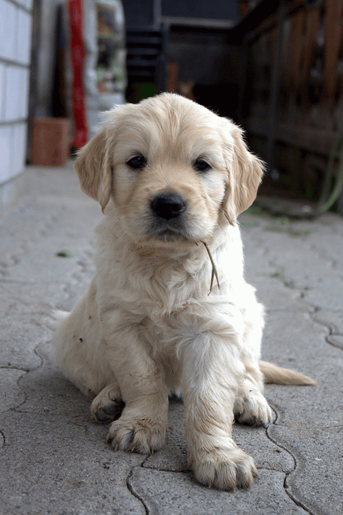 Cute Dog Sweet Wink GIF