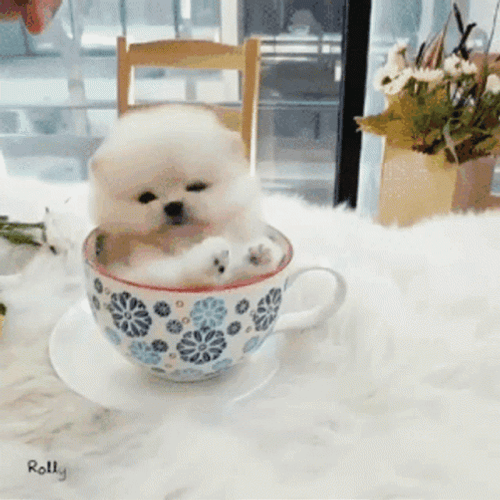 Cute Dog Tea Cup GIF
