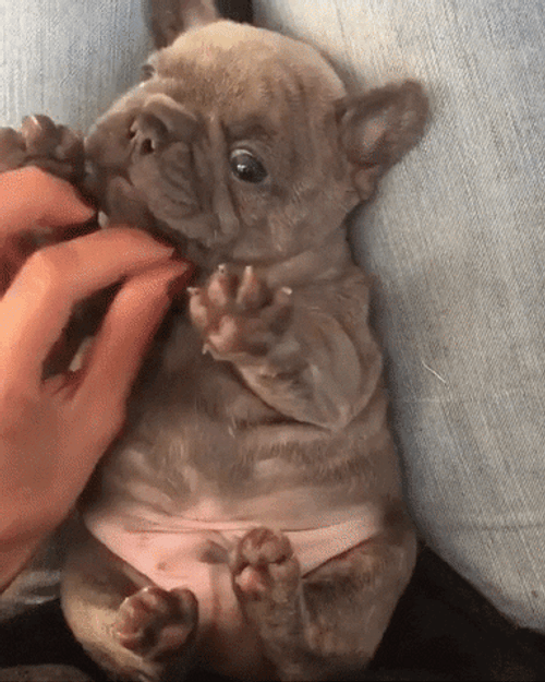 Cute Dog Tickling Tummy GIF