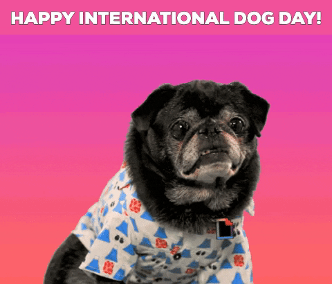 Cute Dog Tongue Out Happy Day GIF