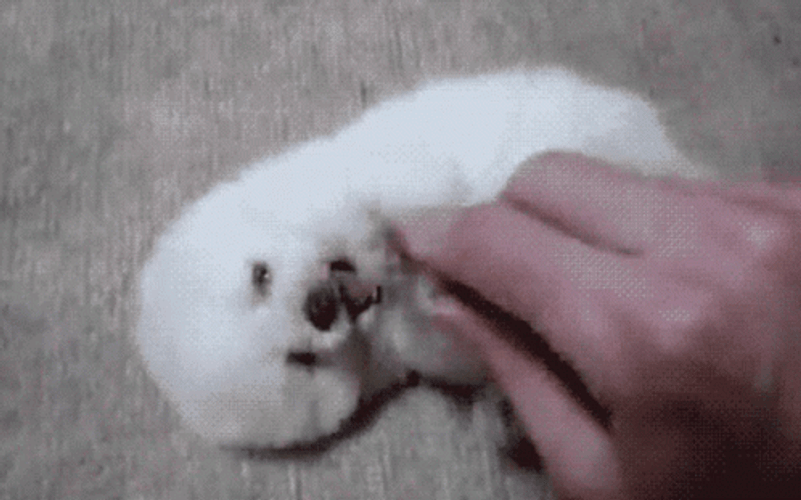 Cute Dog Tummy Tickling GIF