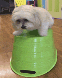 Cute Dog Under Shaking Basket GIF