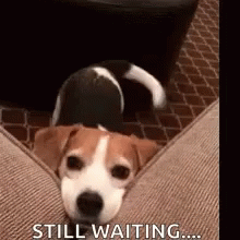 Cute Dog Wagging Its Tail Still Waiting GIF