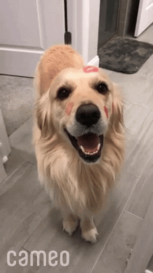Cute Dog Waggling Tail GIF