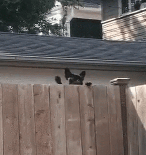 Cute Dog Waving In Fence GIF