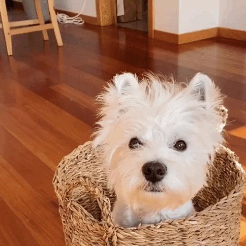 Cute Dog White Terrier Basket GIF