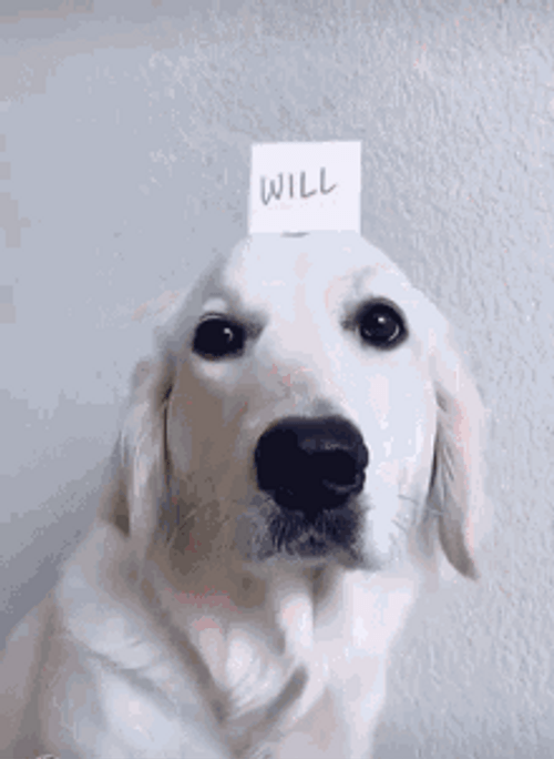 Cute Dog Will You Be My Valentine GIF