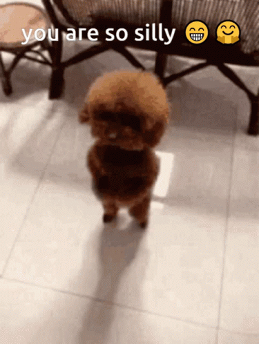 Cute Dog You Are So Silly GIF