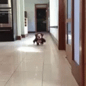 Cute Doggo As An Ewok GIF