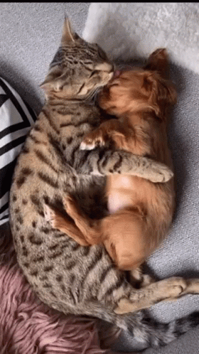 Cute Dogs And Cat Cuddle GIF