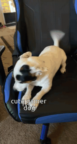 Cute Dogs Gamer GIF