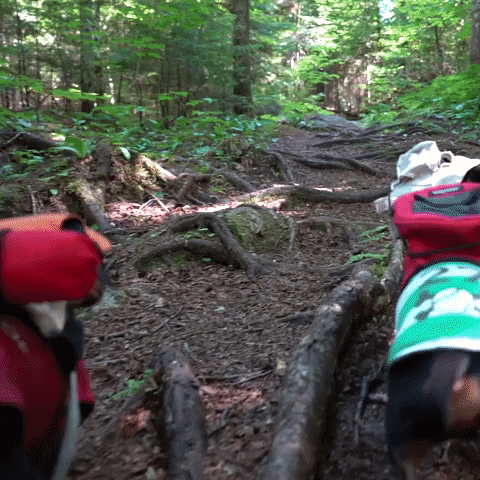 Cute Dogs Hiking In Wild GIF