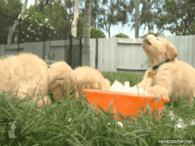 Cute Dogs Ice Puppies GIF
