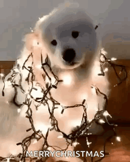 Cute Dogs In A Christmas Light GIF