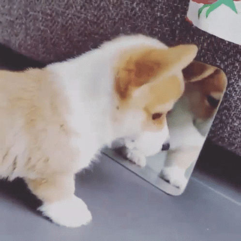 Cute Dogs In The Mirror GIF