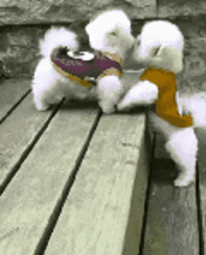 Cute Dogs Is Kissing GIF