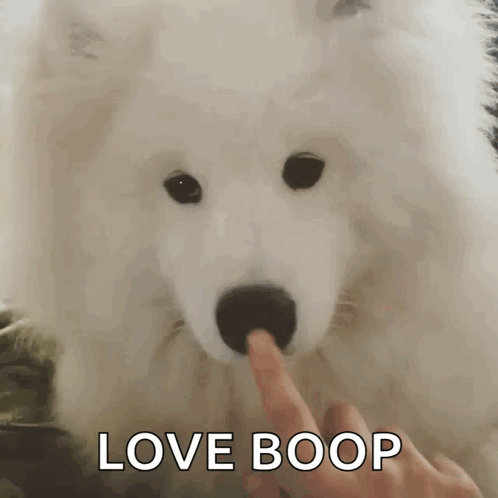 Cute Dogs Love Boop GIF