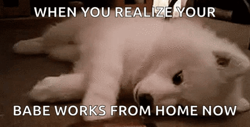 Cute Dogs Playing With Hairbrush GIF