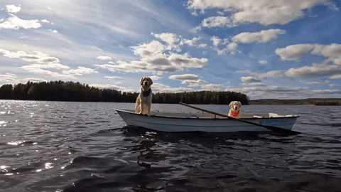 Cute Dogs Sitting Skiff GIF