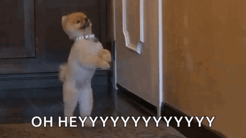 Cute Dogs Walking Oh Hey GIF