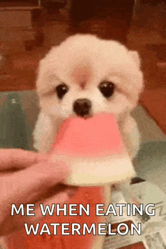 Cute Dogs When Eating Watermelon GIF