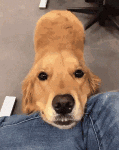 Cute Dogs Wiggling Tale GIF