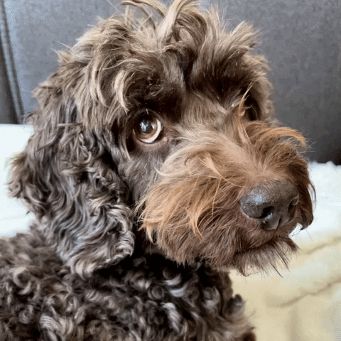 Cute Doxiepoo Dog Slow Blink GIF