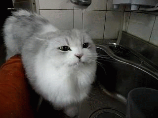 Cute Drinking Cat Water Lick GIF
