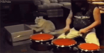Cute Drumroll Cat And Human Tandem GIF