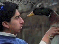 Cute Duck Biting Man's Nose GIF
