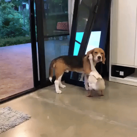 Cute Duck Cuddling With Dog GIF