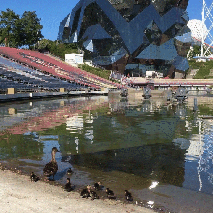 Cute Duck Family Swimming GIF