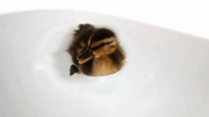 Cute Duck