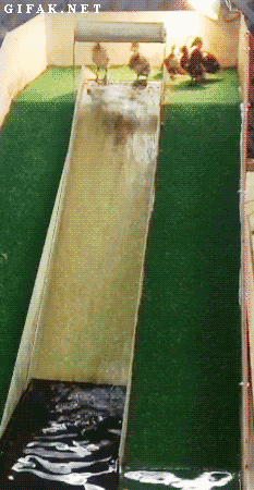 Cute Duckling Sliding In Waterslide GIF