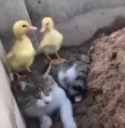 Cute Ducks On Top Of Cat GIF