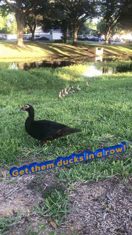 Cute Ducks Running On Field GIF