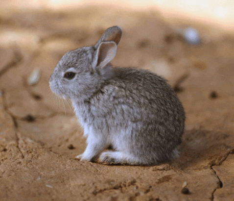 Cute Easter Bunnies Compilation GIF