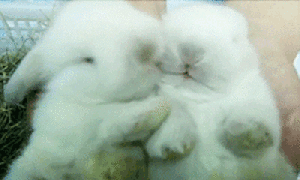 Cute Easter Bunnies Cuddling GIF