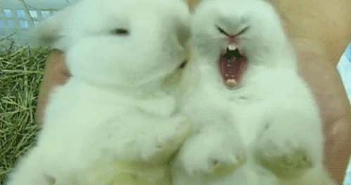 Cute Easter Bunnies Kissing GIF