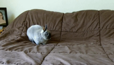 Cute Easter Bunny Jumping Around GIF