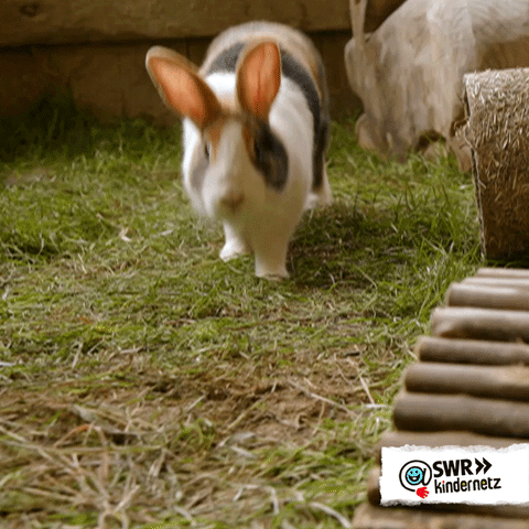 Cute Easter Bunny Jumping Slowly GIF