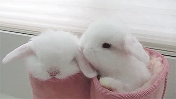 Cute Easter Bunny Licking GIF