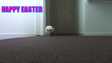 Cute Easter Bunny Playing GIF