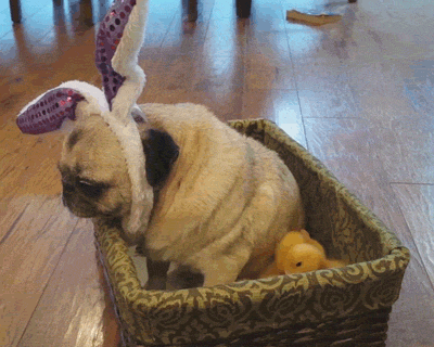 Cute Easter Chicks And Pug GIF